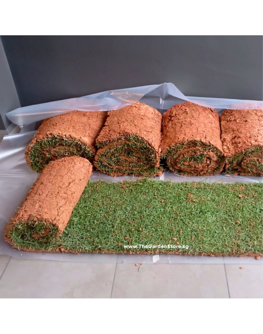 Carpet Grass Zoysia Matrella Singapore Grass SOD Real Grass